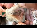 How To Remove Ticks From Dog - Removing Big Ticks From Dog's Legs