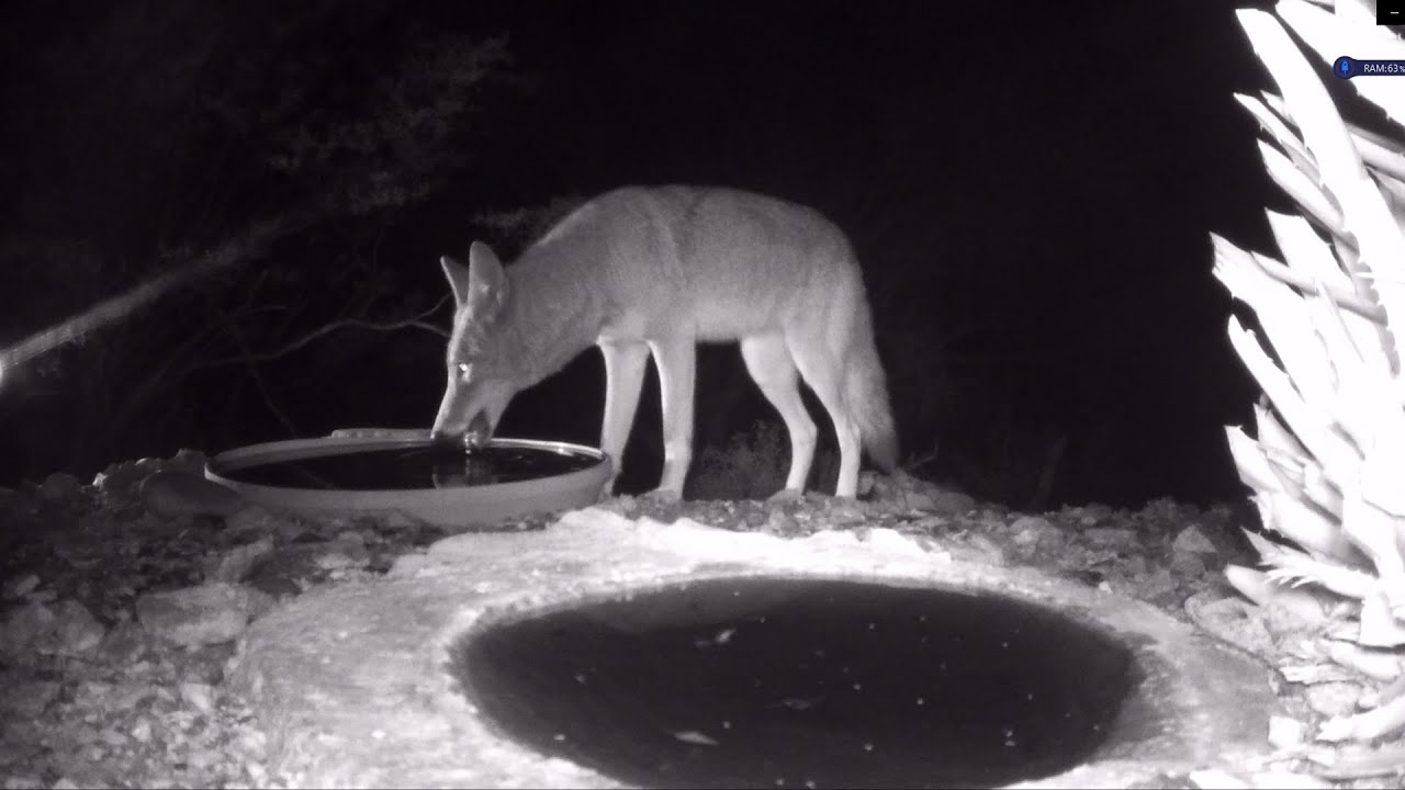 Coyote Pees in Drinking Water on Purpose - WTF!
