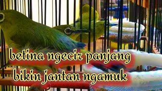 sekali pancing pleci jantan langsung ngamuk || pleci betina ngecir birahi panjang memanggil jantan