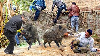 Wild Boars Are Very Dangerous. Wild boar Attacks Humans, Leopards, Lions, And Pythons To Critical