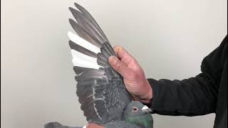 Meulemans 983