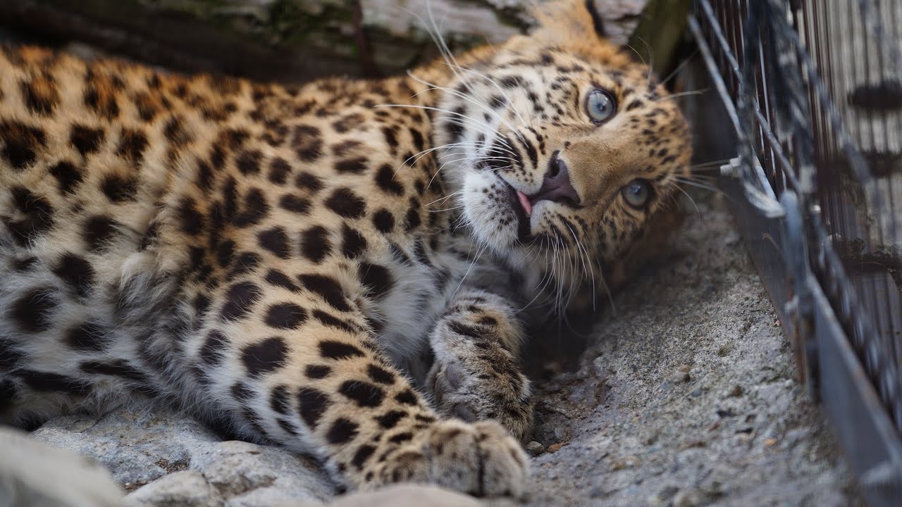 アムールヒョウ親子がこんなに近くで見られてうれしいです（旭山動物園　アムールヒョウのみらい母さんと娘の幸子） #amurleopard  #leopard #bigcat