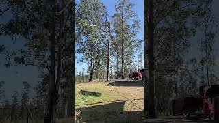 Dead Tree Blows Apart Net Worth