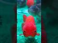 Estos GOLDFISH están súper ENORMES #peces #goldfish #pez #acuarios #animales #mascotas #fish