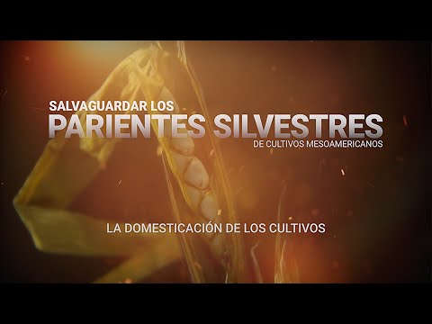 Vídeo: La Ascendencia Del Genoma De Especies Silvestres De Pollos Domésticos