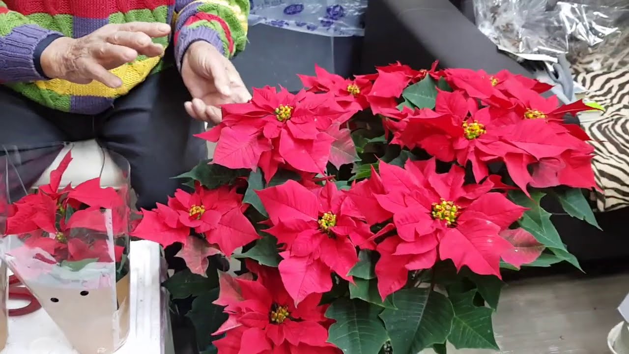 내년 봄까지 예쁘게 감상할 수 있는 포인세티아(Poinsettia)의 재배, 관리, 번식 방법 - 원예사랑