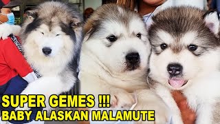 SUPER GEMES !!! BABY ALASKAN MALAMUTE