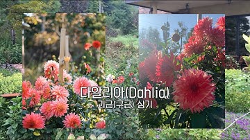 [꽃이야기] 다알리아 괴근(구근) 심기 (이로가든스쿨)