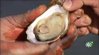 Cultivo de ostras en un estero de la Bahía de Cádiz