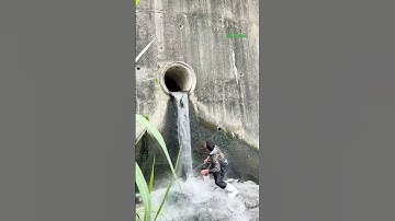 Cá Lớn - hứng Cá Chép Khủng rơi khỏi cống 😱 #khacthuyvlogg