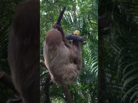 Ленивцы. Как ии удалось выжить? #ленивцы #природа #animals #животные