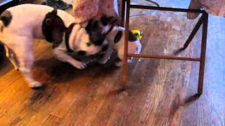 Legacy French Bulldogs "Mommy and her Mini-ME"