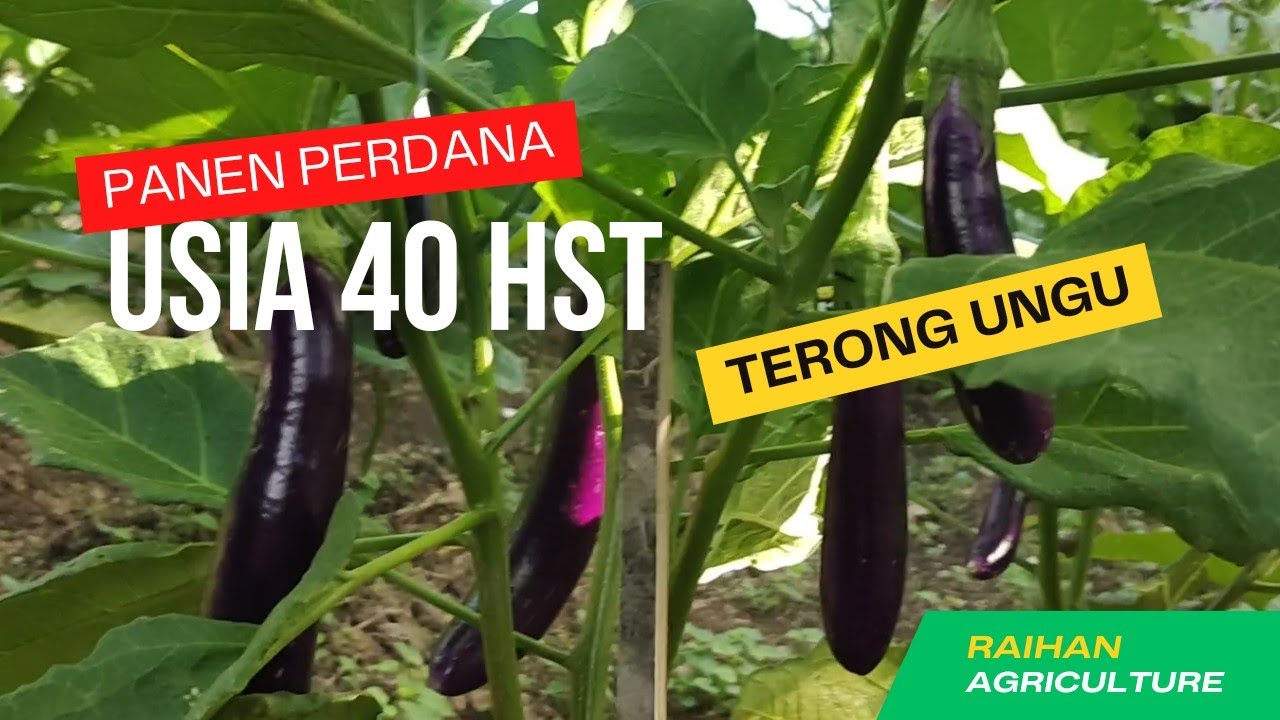 Panen Perdana Terong Ungu Usia 40 Hari Setelah Tanam