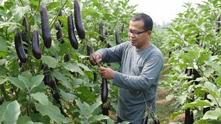 Panen Perdana Terong Ungu Usia 40 Hari Setelah Tanam