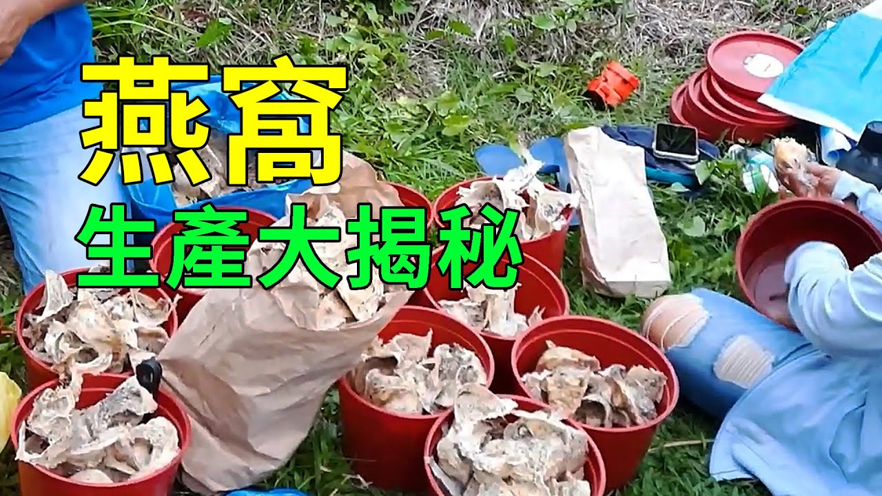 一斤上萬的雨燕