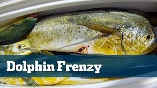There Are Fish Everywhere - Florida Sport Fishing TV - Mahi Mahi Madness