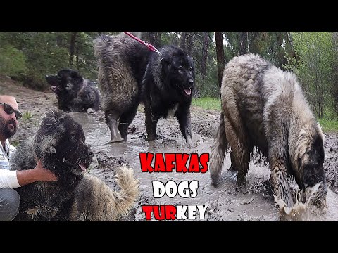 ASTSUBAYIN DEV - KAFKAS ÇOBAN KÖPEKLERİ - ASLAN - YELESİ VAR