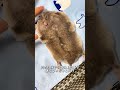 ハムスターをビリヤードの球のようにショットすると、おとなしくポケットに入っていきます。