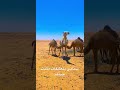 سبحان الله ناقه رايمه احورين