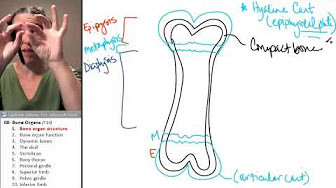 Anatomy 08- Bone Organs - YouTube
