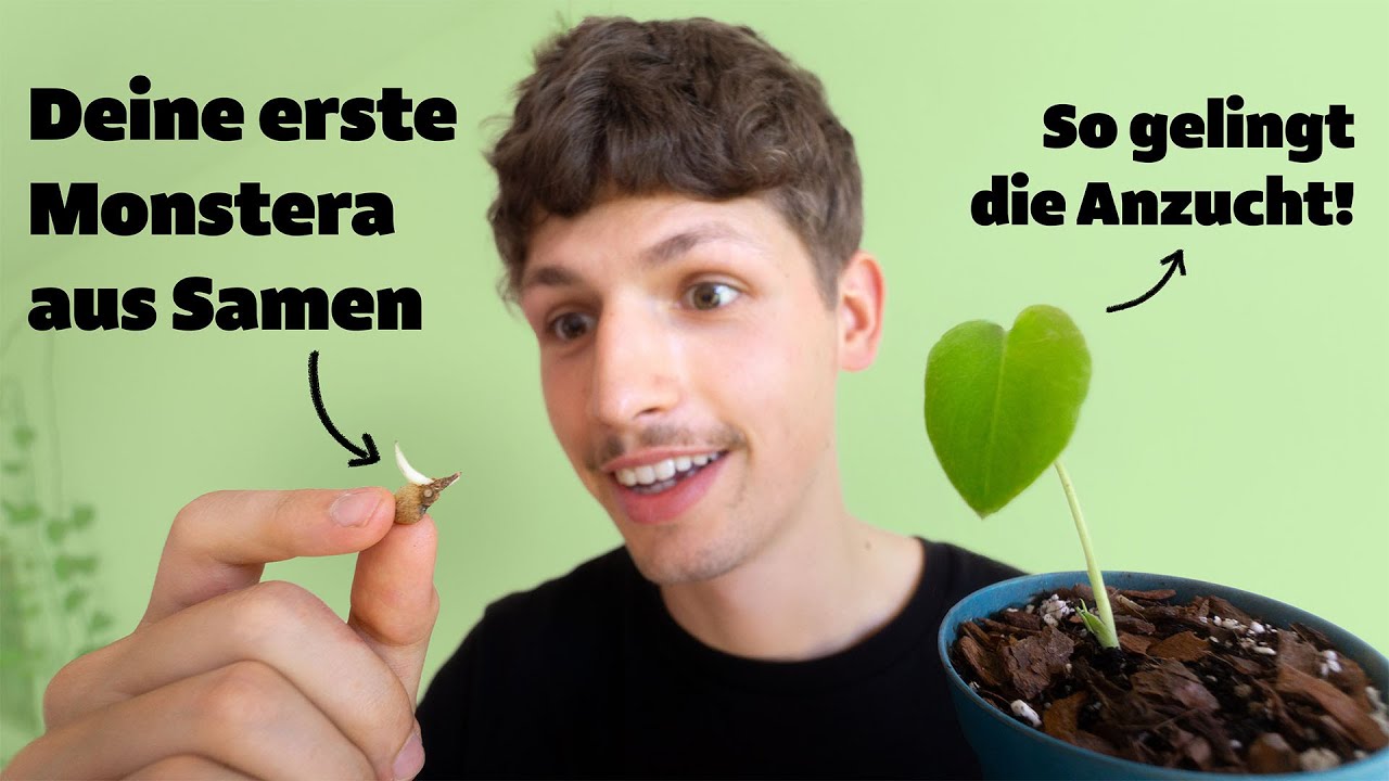 Monstera deliciosa aus Samen ziehen - Tipps zu Samen, Standort, Substrat,  Gieen und Topf