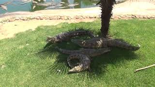 Le Bonheur - крокодиляча ферма поблизу Кейптауна, Південно-Африканська Республіка.