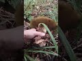 #mushroom #nature #ліс #гриби #Карпати