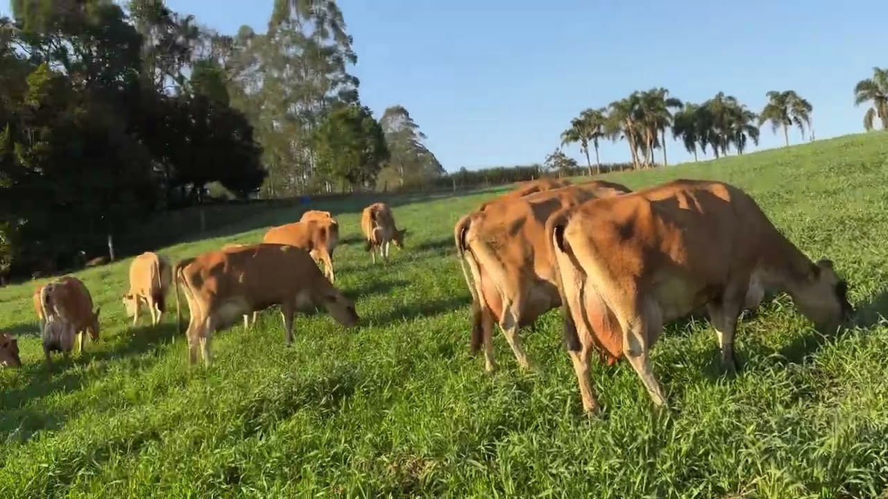 Leite não é só lucro!