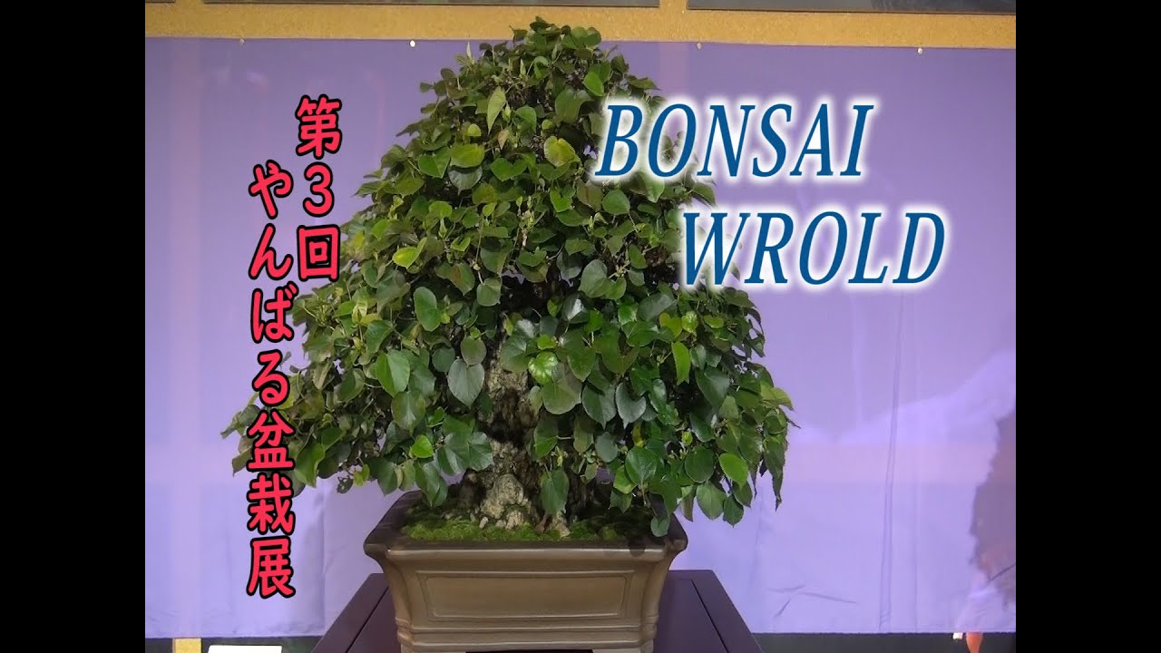 第3回ヤンバル盆栽展 BONSAI WROLD[157] - YouTube