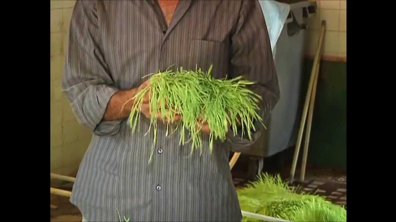 توفير علف أخضر داخل المنزل للتربية