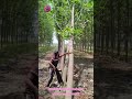DOMINO LOGGING TECHNIQUE Maximizes Harvesting Efficiency #Forestry #Engineering #smartworkplace