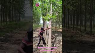 DOMINO LOGGING TECHNIQUE Maximizes Harvesting Efficiency #Forestry #Engineering #smartworkplace