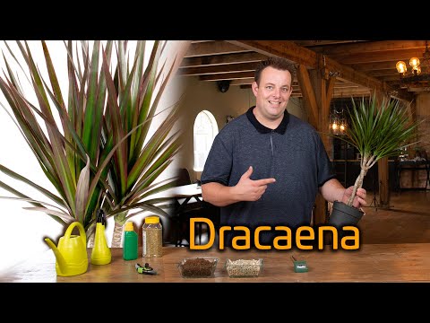 Video: Wanneer moet dracaena tuis oorgeplant word?