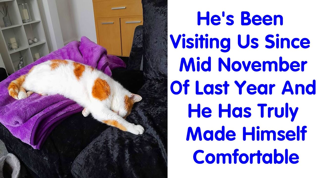 People Are Sharing Photos Of Their Best ‘My House, Not My Cat’ Encounters - Cute Cat
