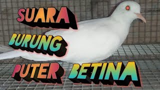 Suara Burung Puter Betina