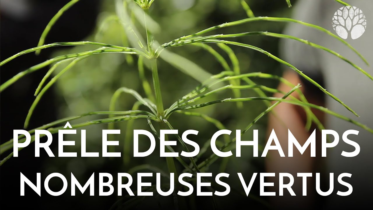 Les vertus de la prle des champs