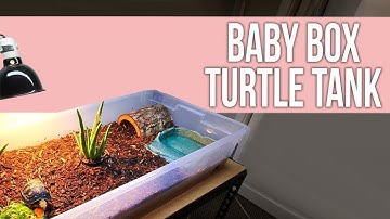 How to Set Up Baby Box Turtle Tank