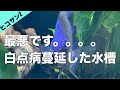 【白点病が蔓延した水槽】ヒコサンZで治療する！！