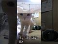 猫、これに気づいた…