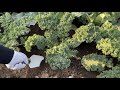 ケールの育て方・追肥と収穫の時期は？野菜の王様【Superfood kale】21/10/28