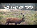 The best of 2020 fotopułapka