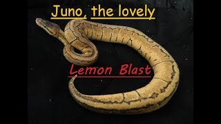 Juno, the lovely Lemon Blast.