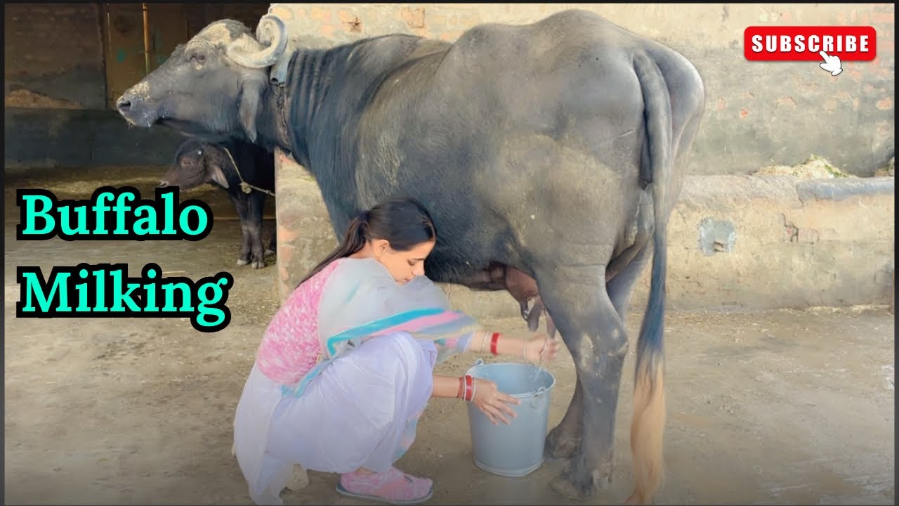 Buffalo Milking | Villagerfam