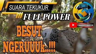 SUARA TEKUKUR BESUT NGERUK @tekukurindonesia