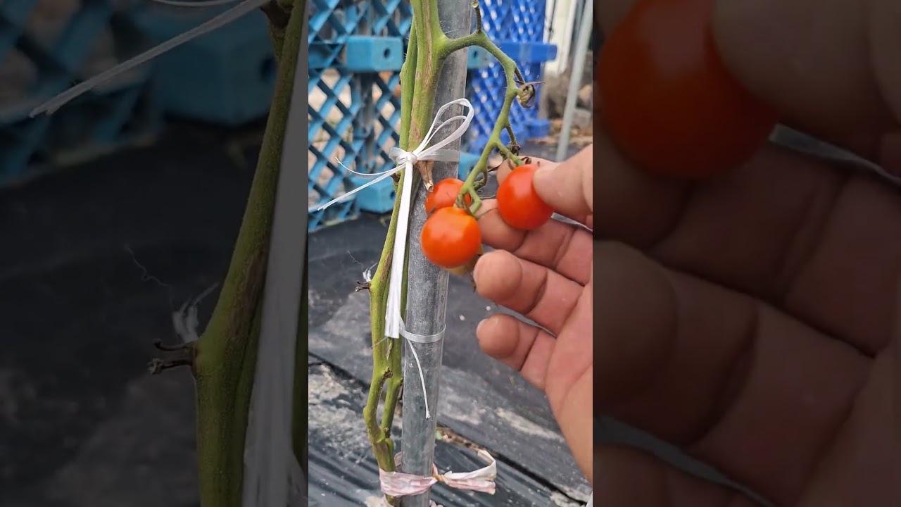 Harvesting Cucumbers, Tomatoes, and Chili Peppers at the Community