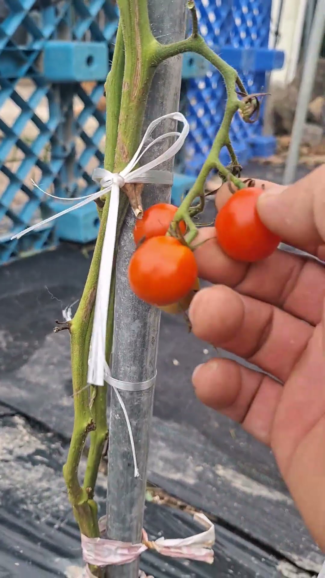 Harvesting Cucumbers, Tomatoes, and Chili Peppers at the Community