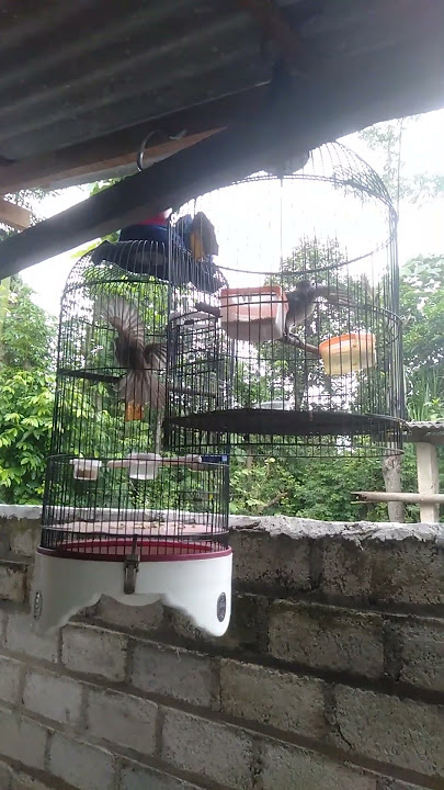 kutilang vs trucuk