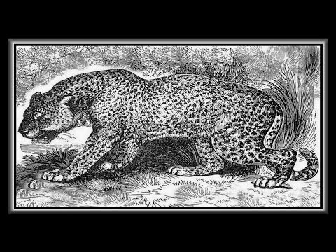 Video: Skillnaden Mellan Jaguar Och Cheetah
