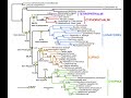 Molecular Clocks and Phylogeny: Analyzing DNA Similarity to Uncover Evolutionary Relationships