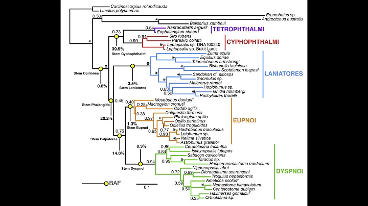 Molecular clocks and phylogeny